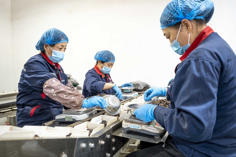 “和仁堂”的工人們正在進(jìn)行中藥飲片的篩選、包裝。人民網(wǎng) 盧鵬宇攝